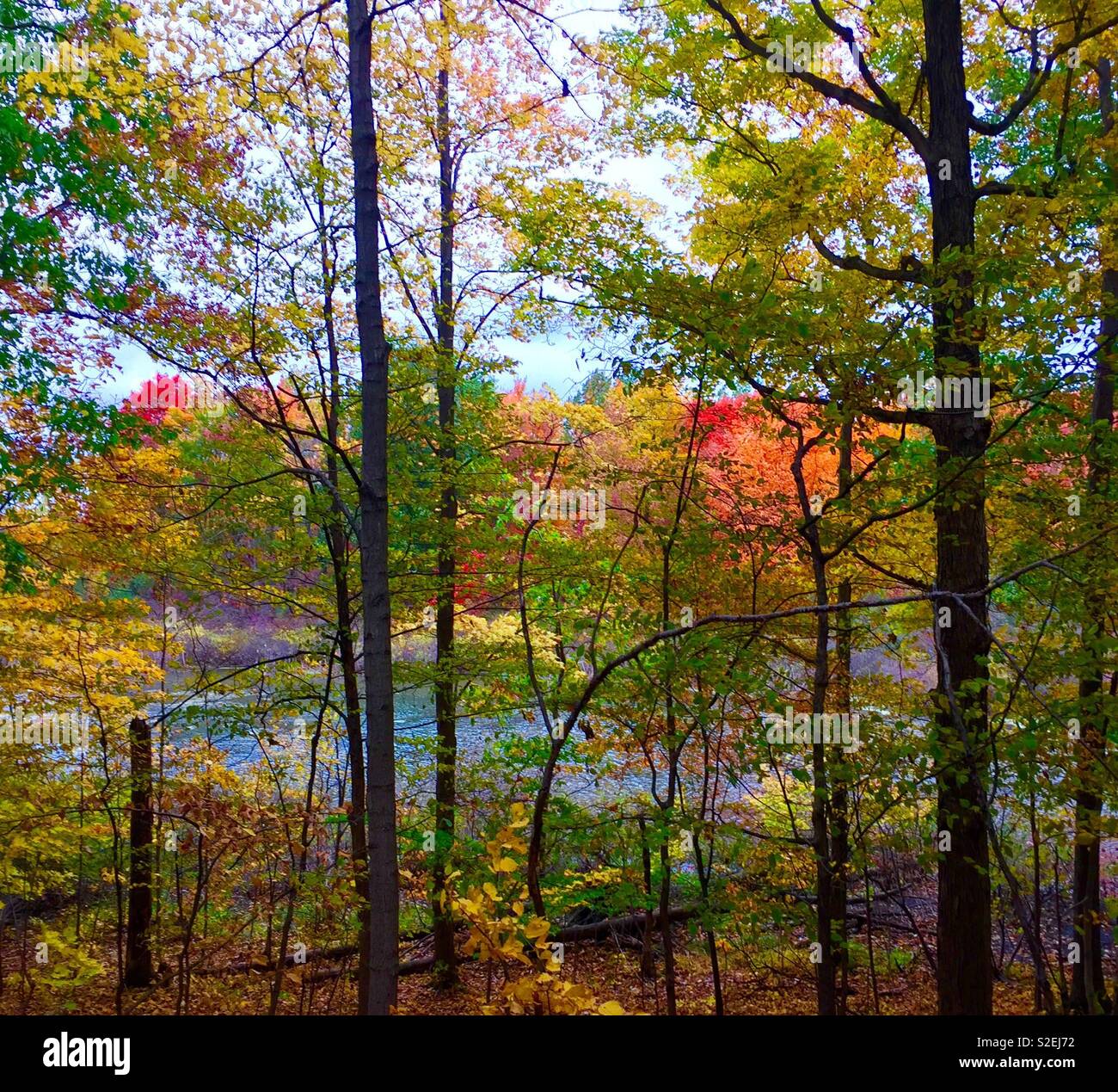 Herbstfarben und Teich in der Washtenaw County Stockfoto