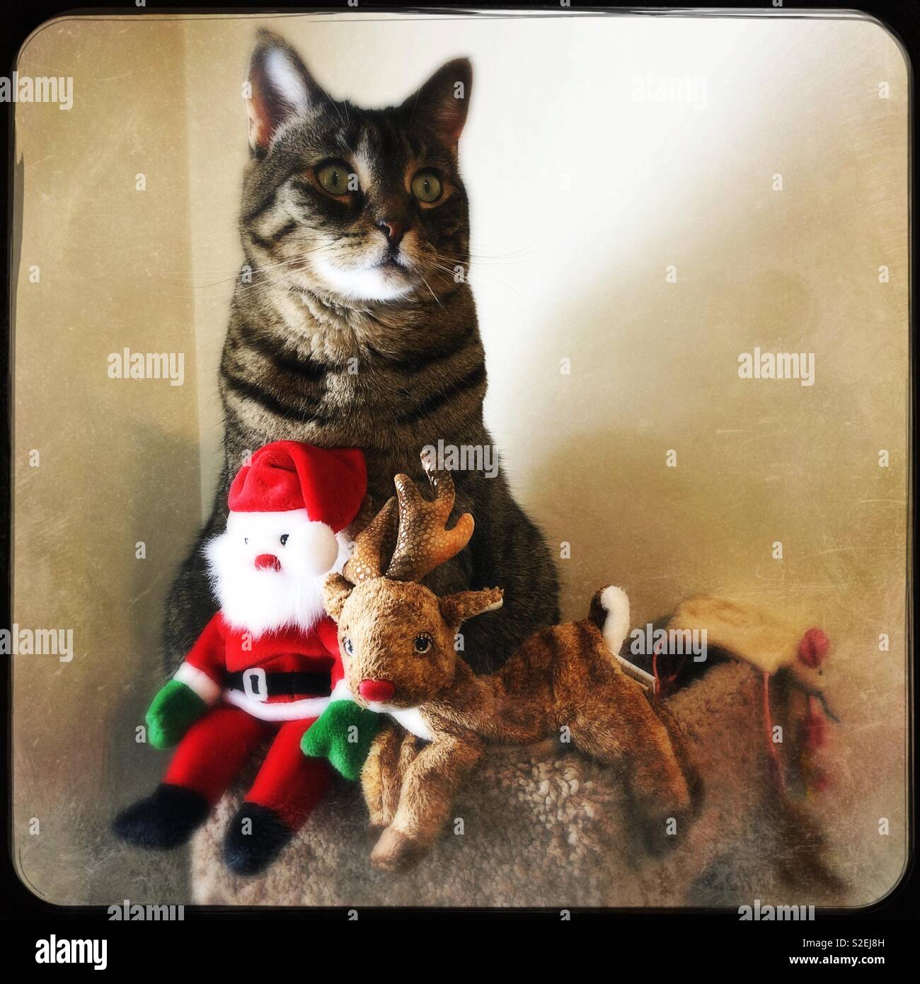 Weihnachtskatze Stockfoto