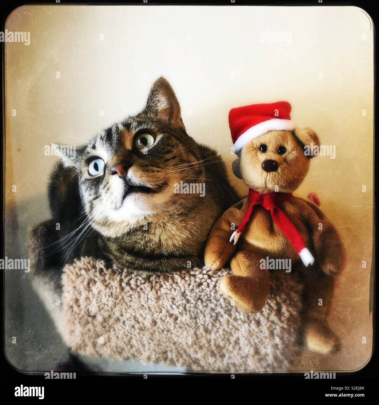 Mein Lächeln Katze und ihrem Weihnachten tragen Stockfoto