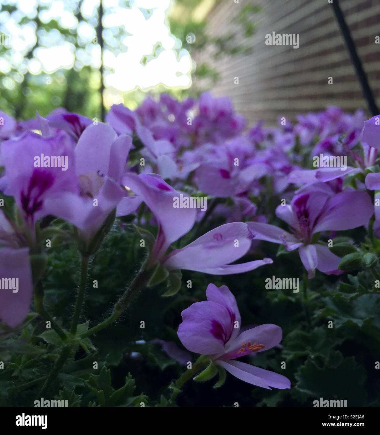 Viele Krokusse Stockfoto