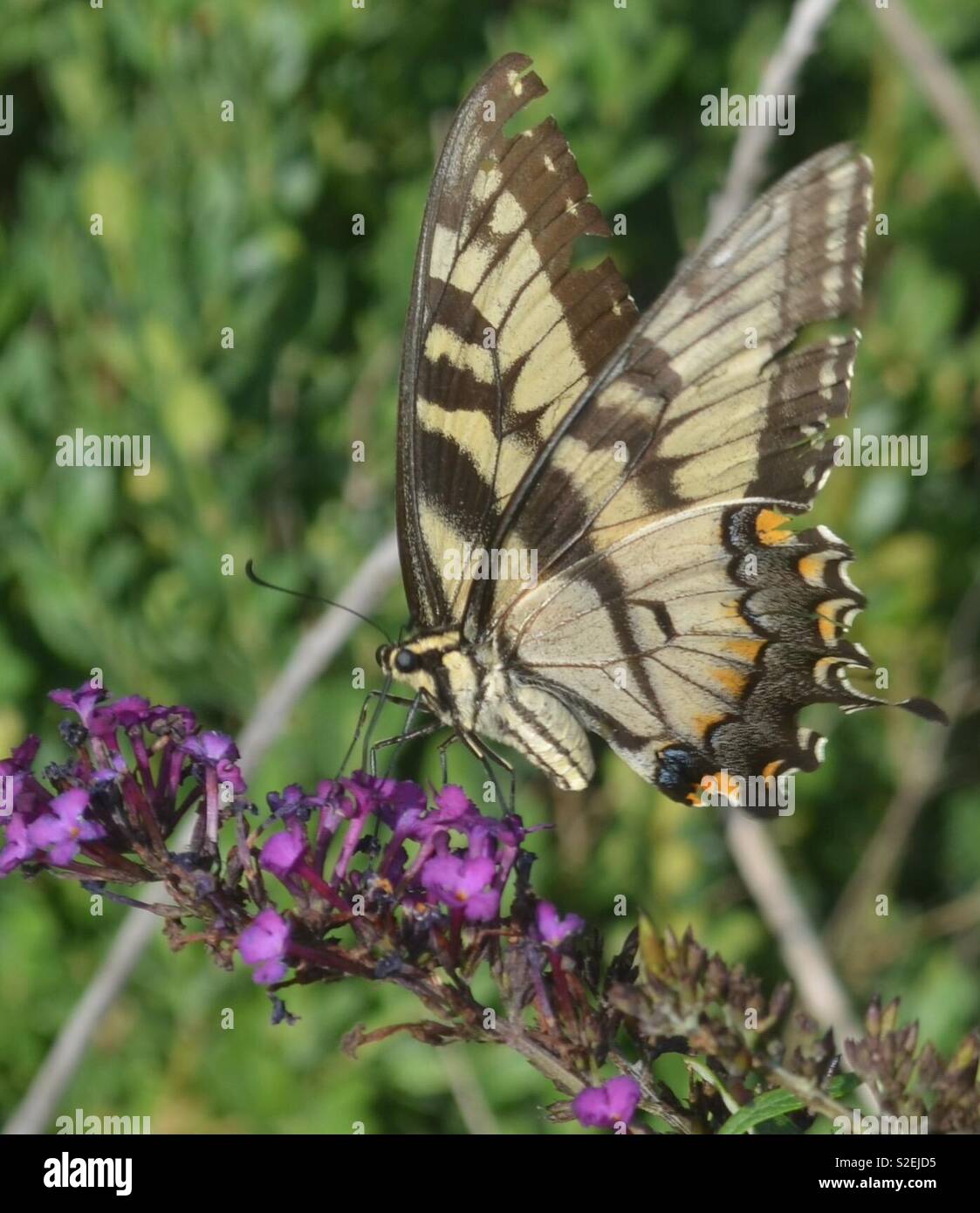 Schwalbenschwanz auf Schmetterling Bush Stockfoto