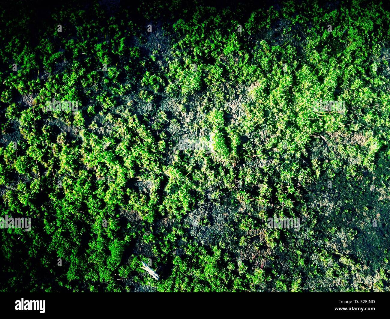 Moss Teppich auf dem Boden - Smartphone-aufgenommenes Stockfoto