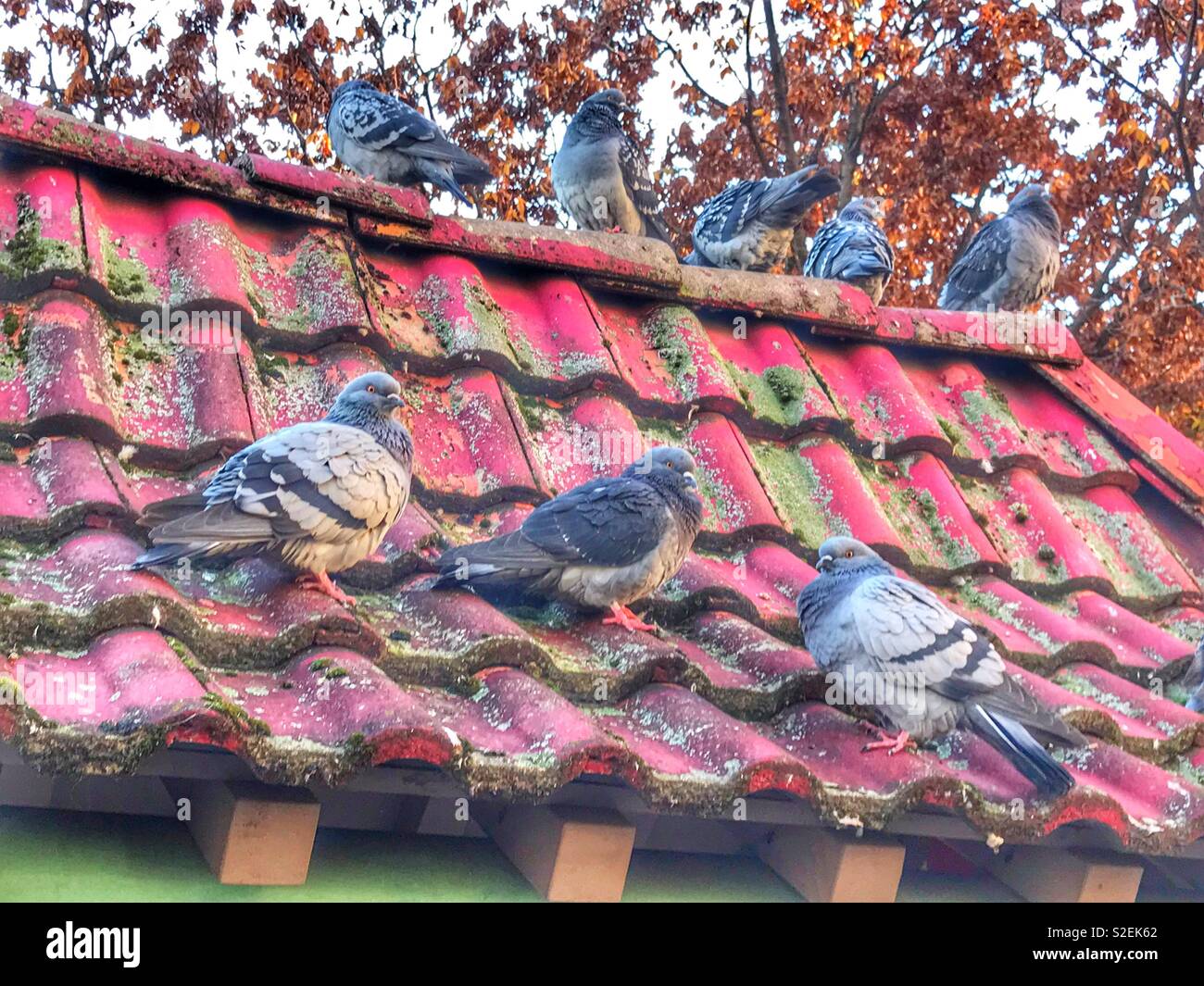 Herde von pidgins auf einem roten Ziegeldach Stockfoto