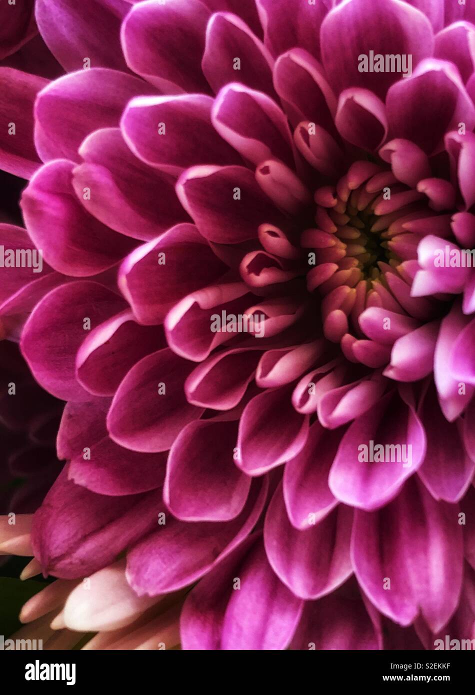 Nahaufnahme von lila Chrysantheme Blütenblätter Stockfoto