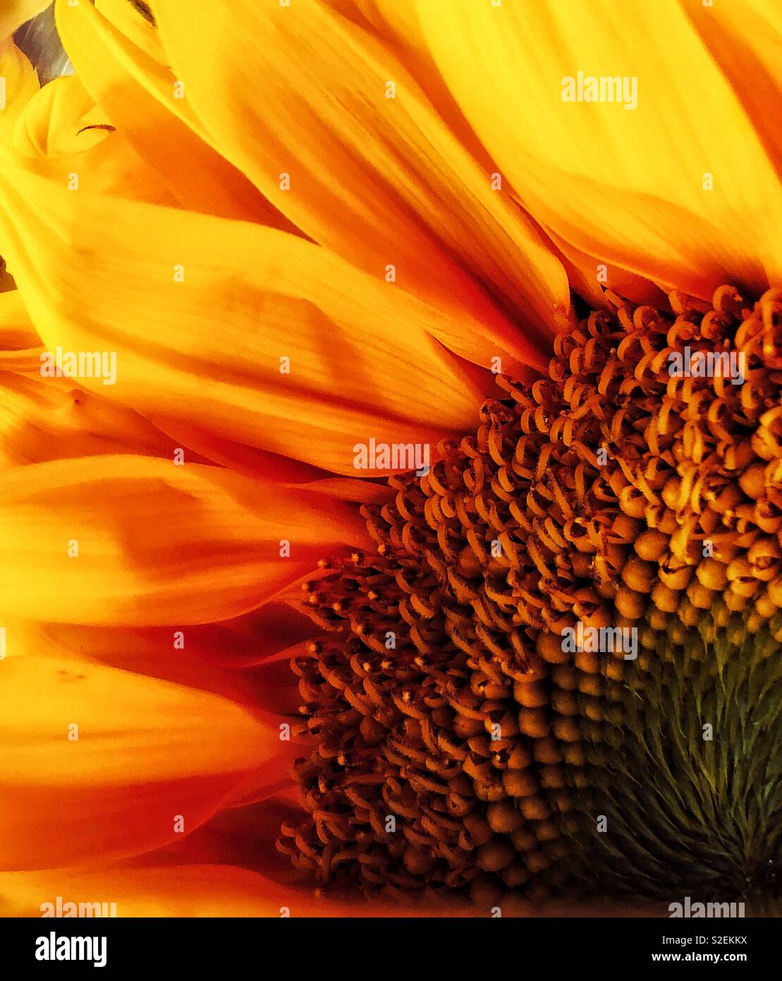 Nahaufnahme von Sonnenblumen Stockfoto