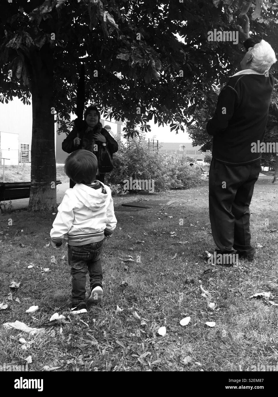Die großeltern Spielen mit ihrem Enkelkind durch Ziehen Kastanien vom Baum Stockfoto