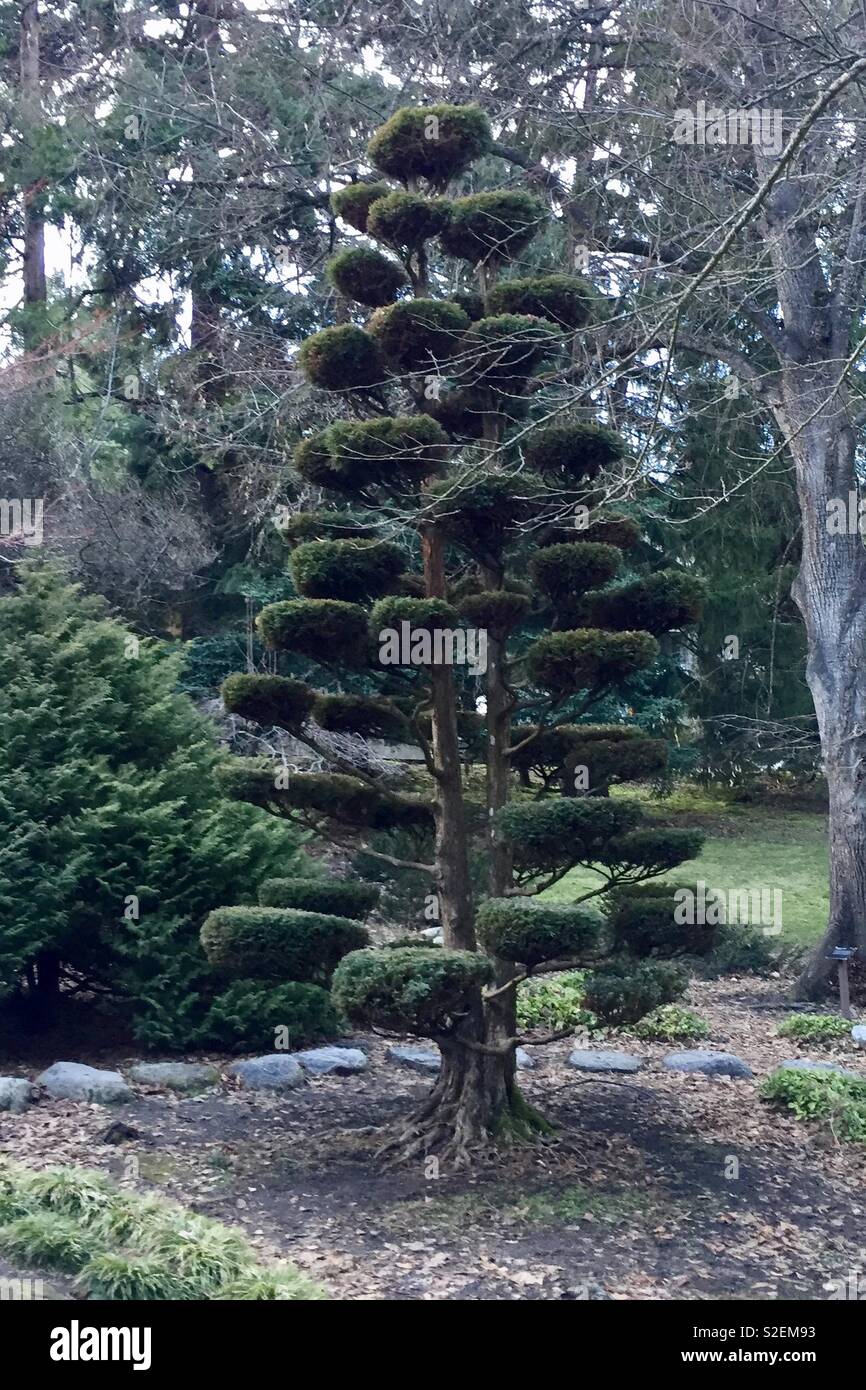 Fancy Pine Tree - Smartphone-aufgenommenes Stockfoto