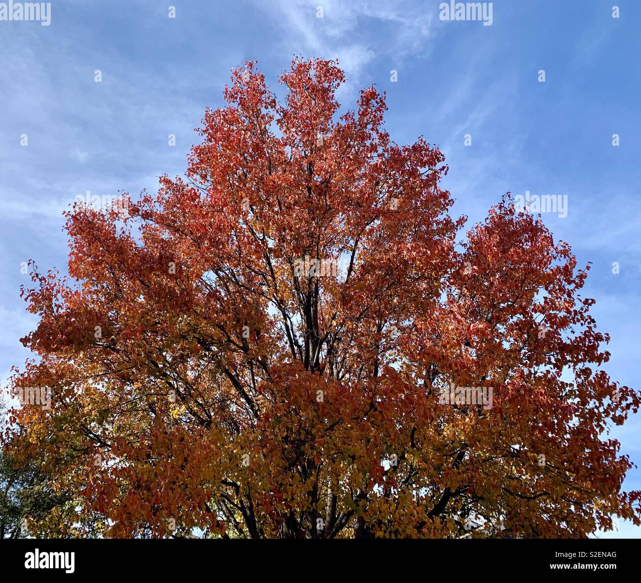 Herbst Baum gegen den blauen Himmel in der Sonne Stockfoto