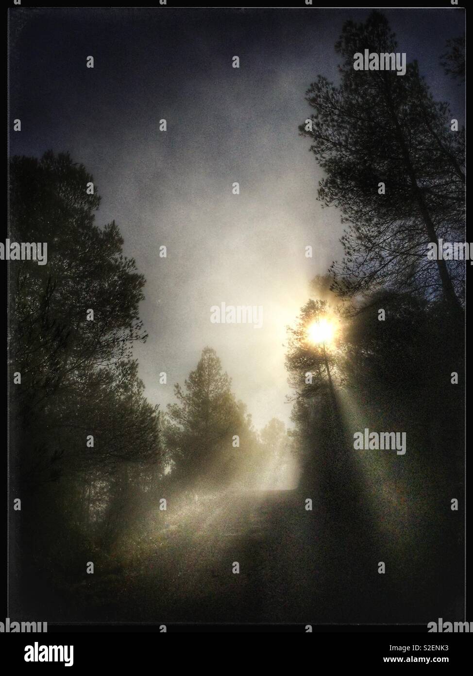 Sonne durch den Nebel unter den Pinien, Katalonien, Spanien. - Smartphone-aufgenommenes Stockfoto