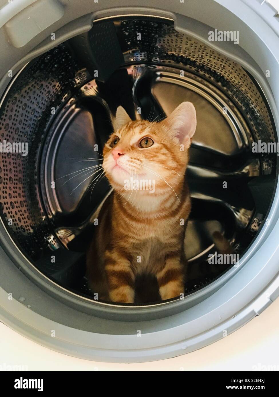 Ginger tabby Cat kitten in einer Waschmaschine auf die Gefahren für ein Kätzchen Stockfoto