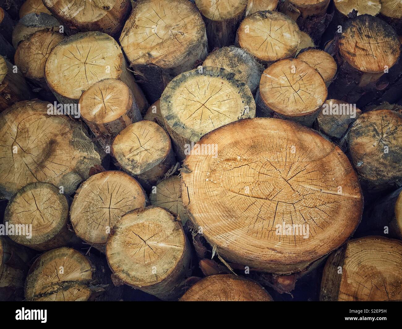 Stapel von Holz, Baumstämme Stockfoto
