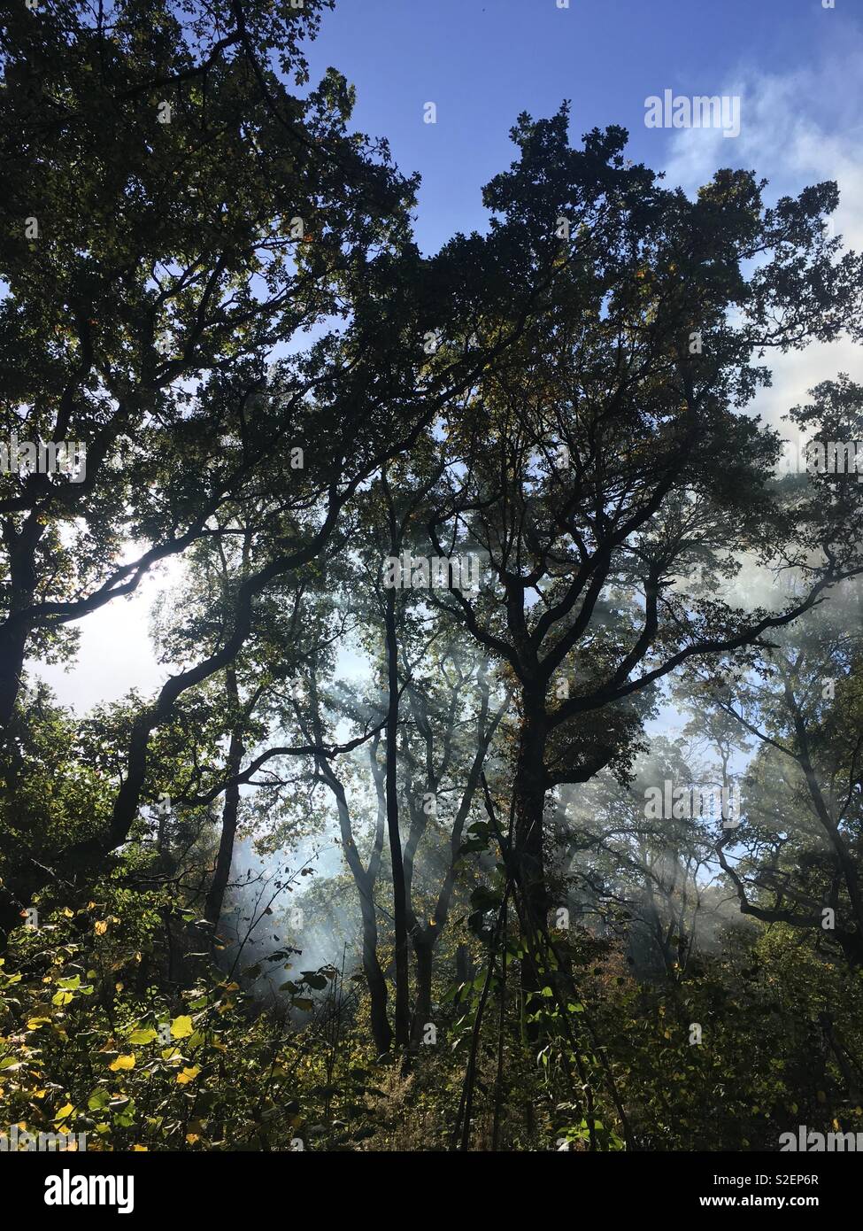 Rauch Blendung in den Bäumen Stockfoto