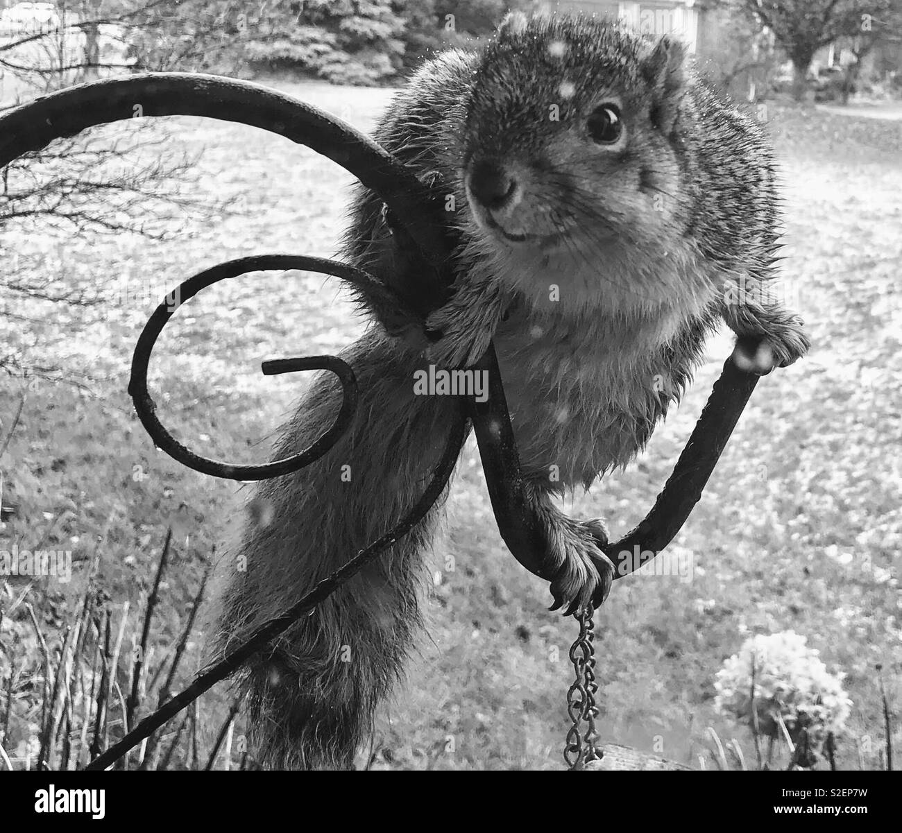 Eichhörnchen auf einem Hirten Haken Stockfoto
