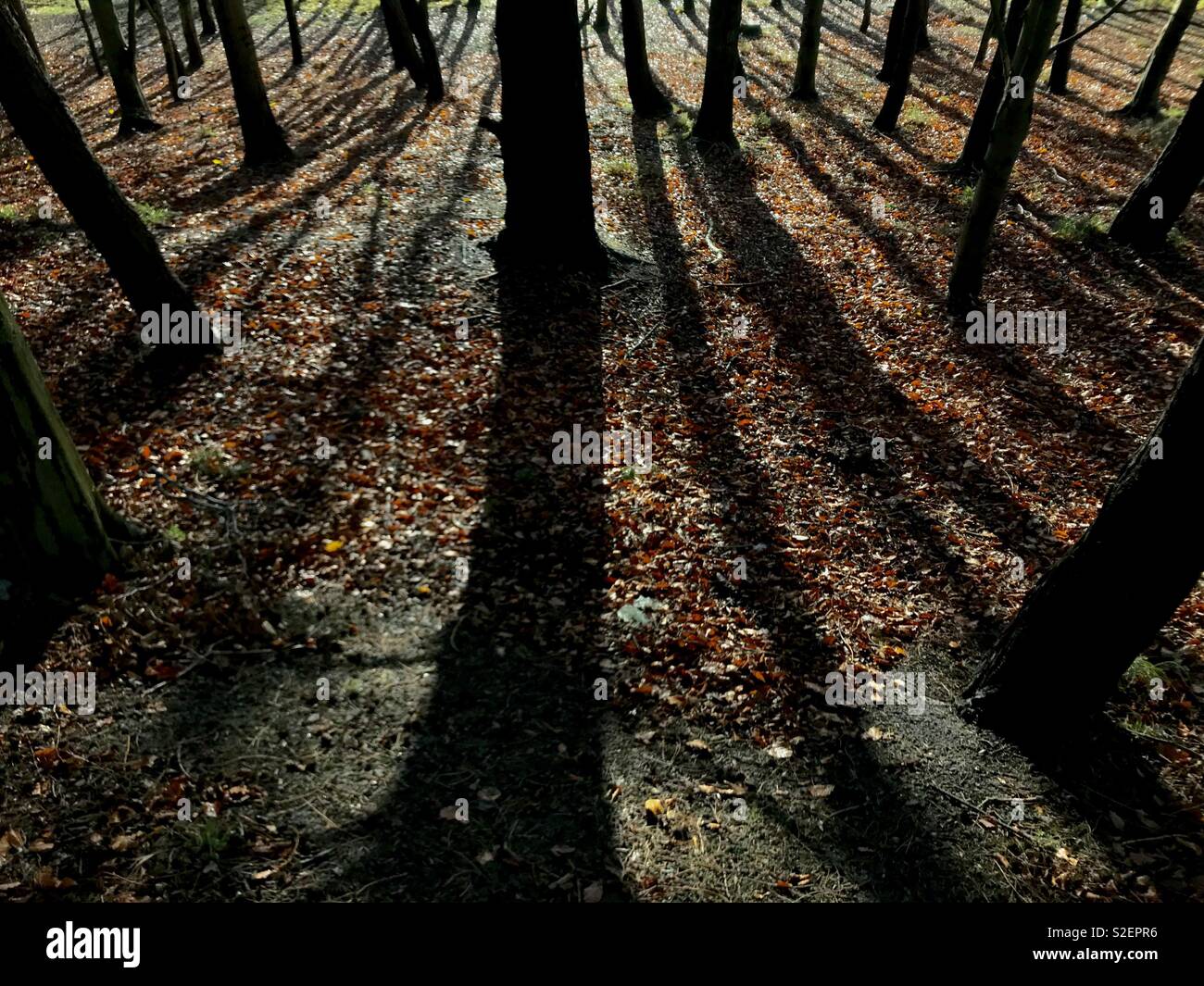 Die steife Schwarze Silhouetten und Schatten an einem winterlichen braunen Waldboden im November. Der Phoenix Park, Dublin, Irland. Stockfoto