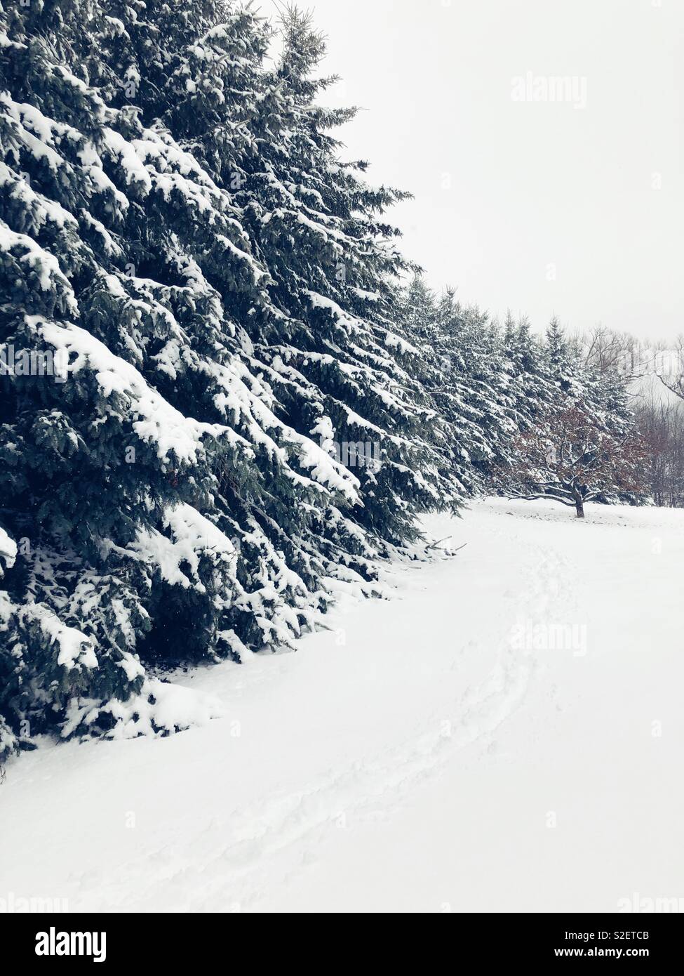 Verschneite Winterlandschaft von frischem Schnee auf dem Boden und hohe immergrüne Bäume mit Footprints Stockfoto