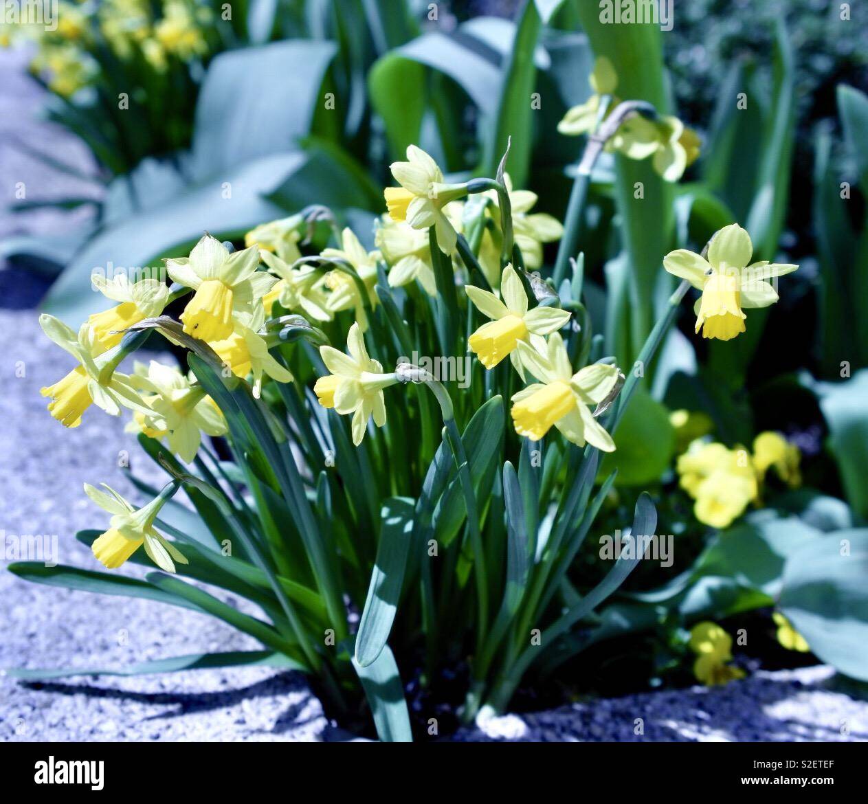 Narzissen an einem sonnigen Tag Stockfoto