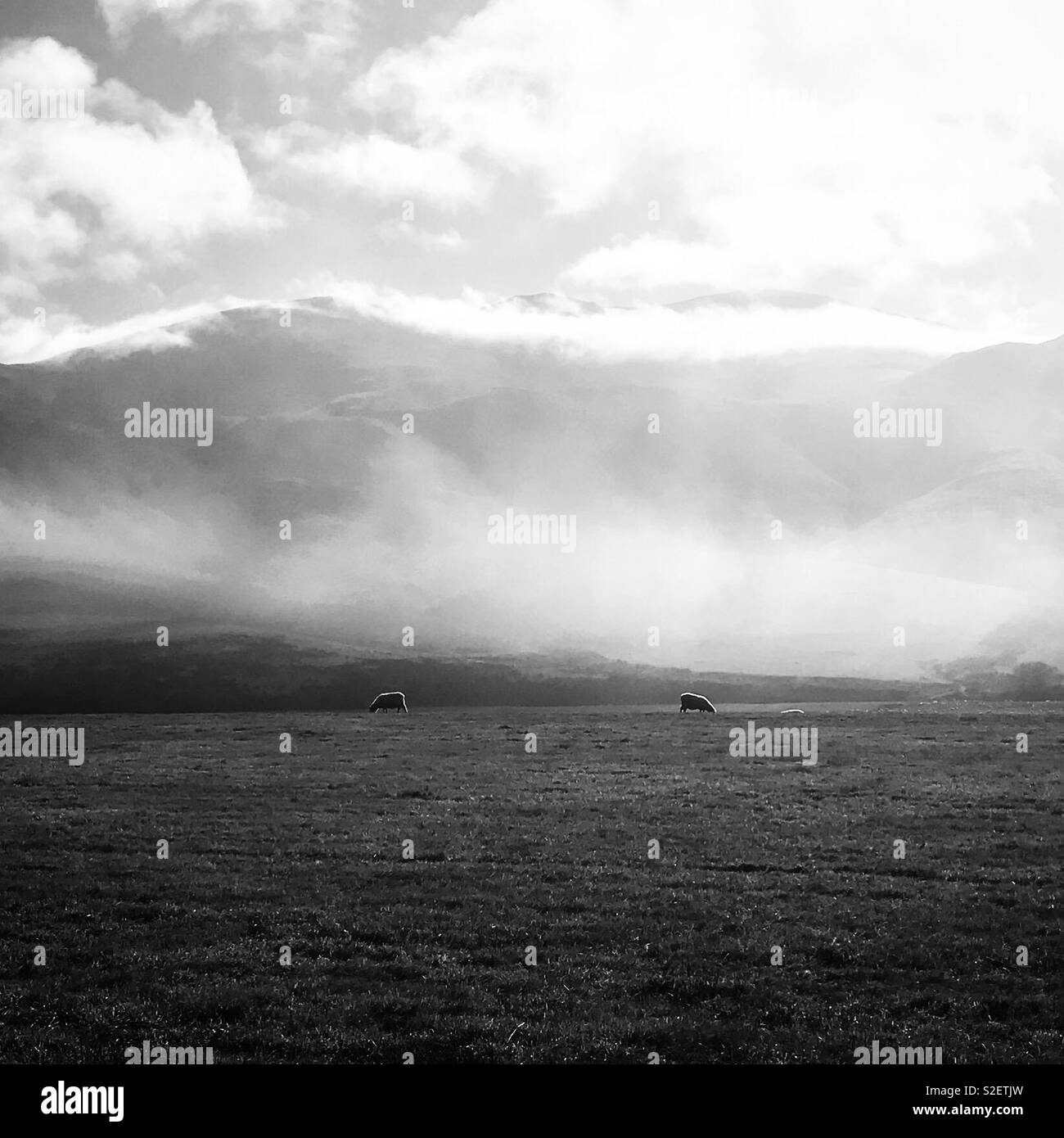Schafe weiden in der nebligen Bergen Stockfoto