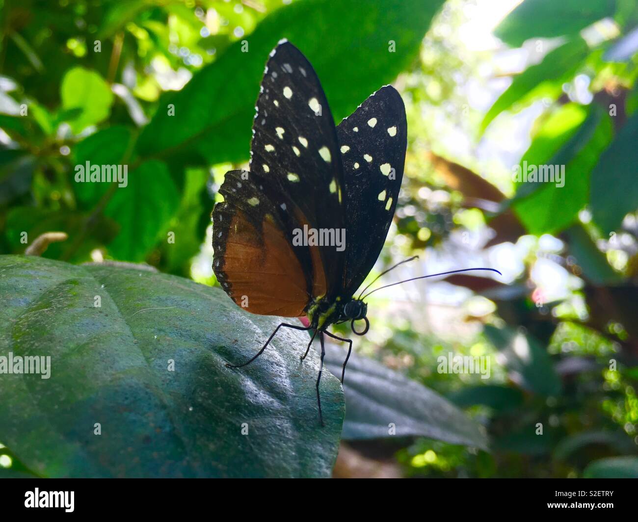 Gefleckte Schmetterling Stockfoto