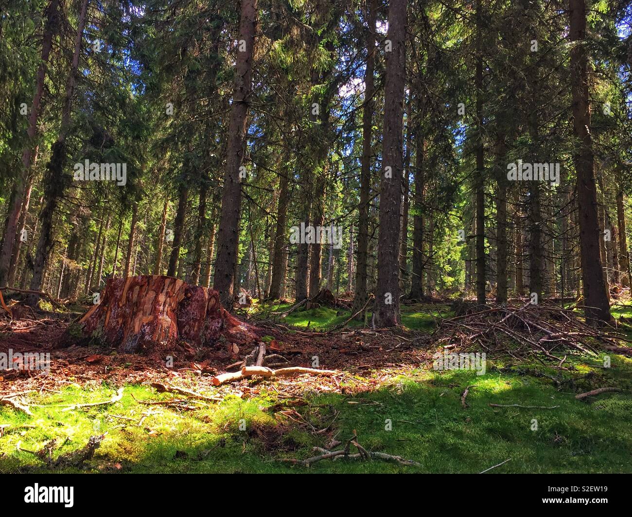 Verwirrung nach illegale Abholzung - Protokollierung illegal in Rumänien Stockfoto