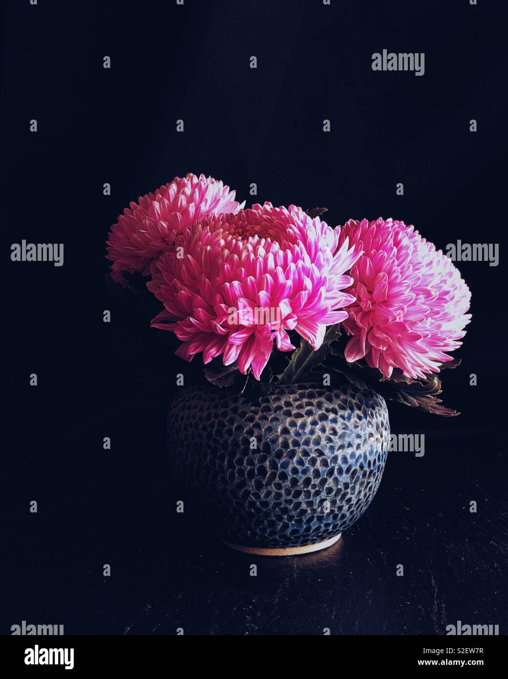 Rosa Chrysanthemen Stockfoto