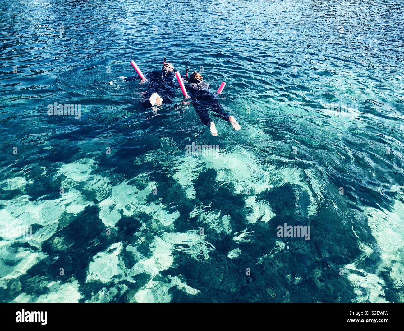 Schwimmer Schnorcheln auf der Suche nach Florida manatees in klaren, warmen Gewässer Stockfoto