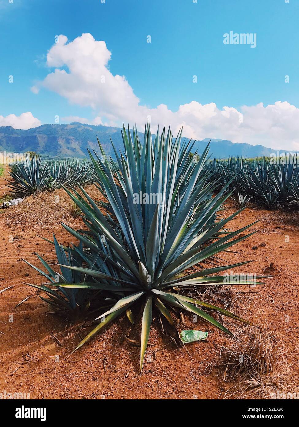 Blaue Seele Jalisco. (Blue Agave tequilana) Pflanzen in den Hgeln des  Staates Jalisco, Mexiko. 31. Oktober 2017 Stockfotografie - Alamy