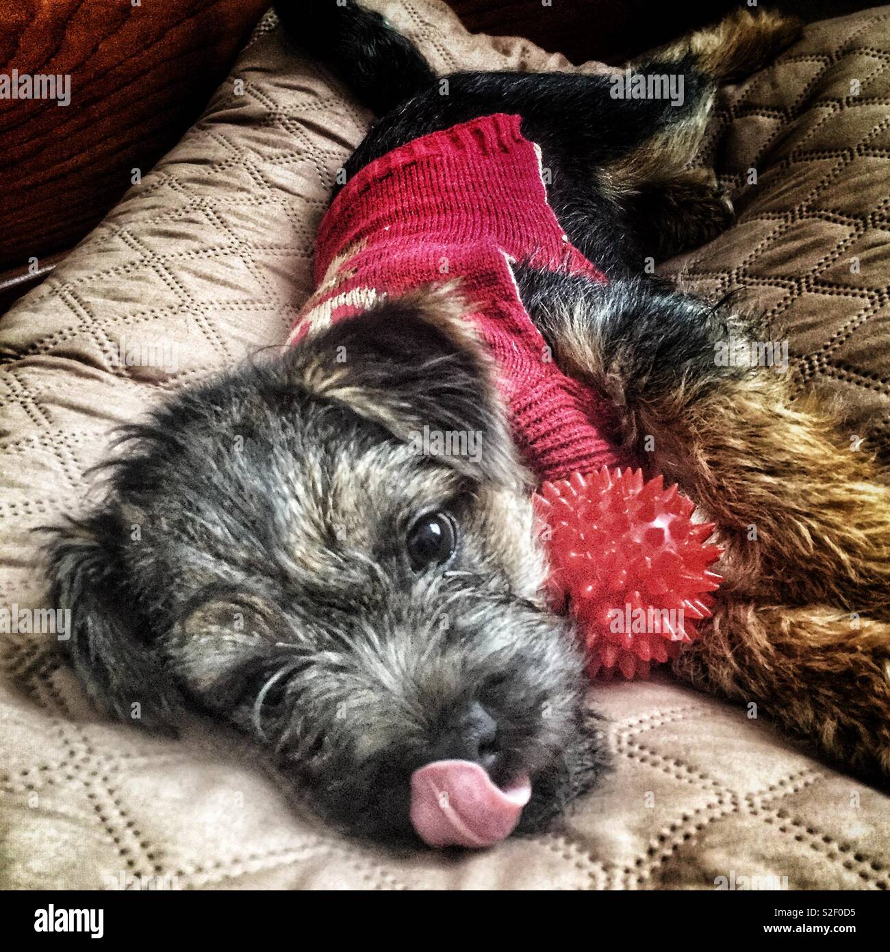 Border Terrier Welpe leckt ihre Lippen. Stockfoto