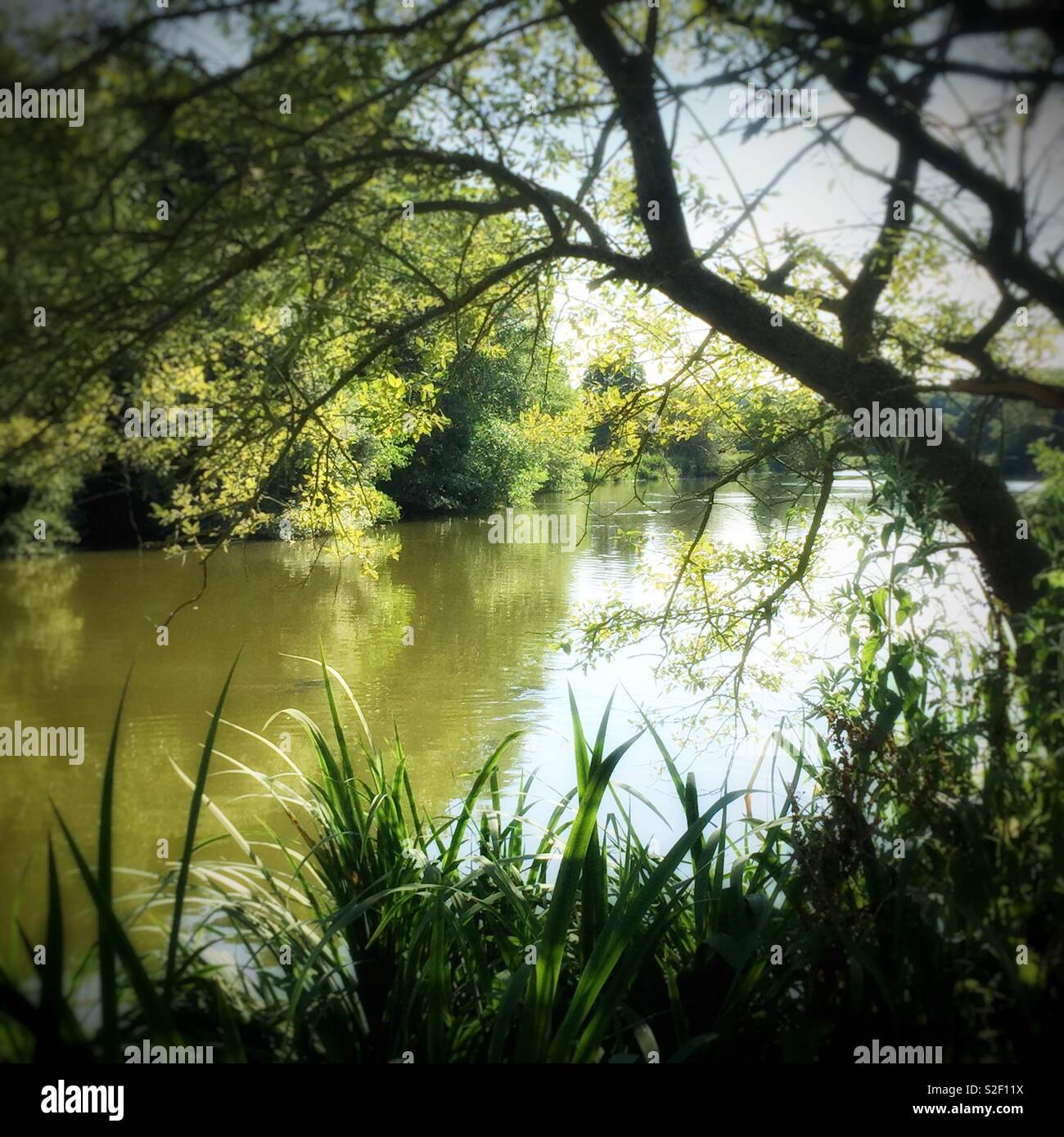 Blick auf den See durch Schilf und Bäume - Smartphone-aufgenommenes Stockfoto