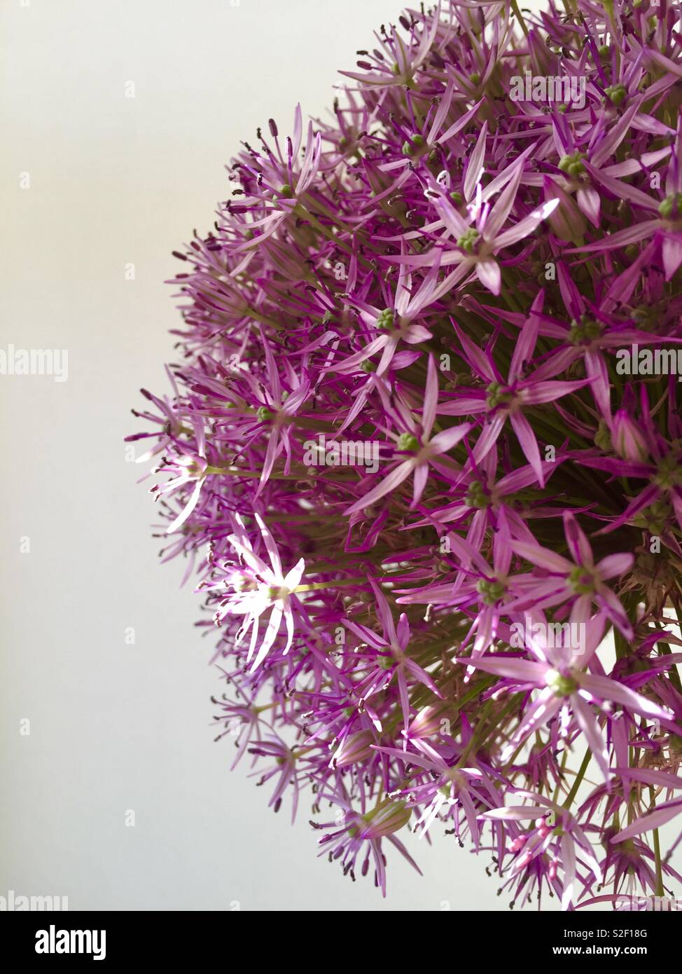 Blütenstand von Allium Purple Sensation Stockfoto