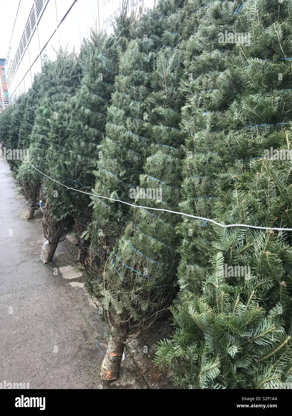 Ein Weihnachtsbaum - Smartphone-aufgenommenes Stockfoto