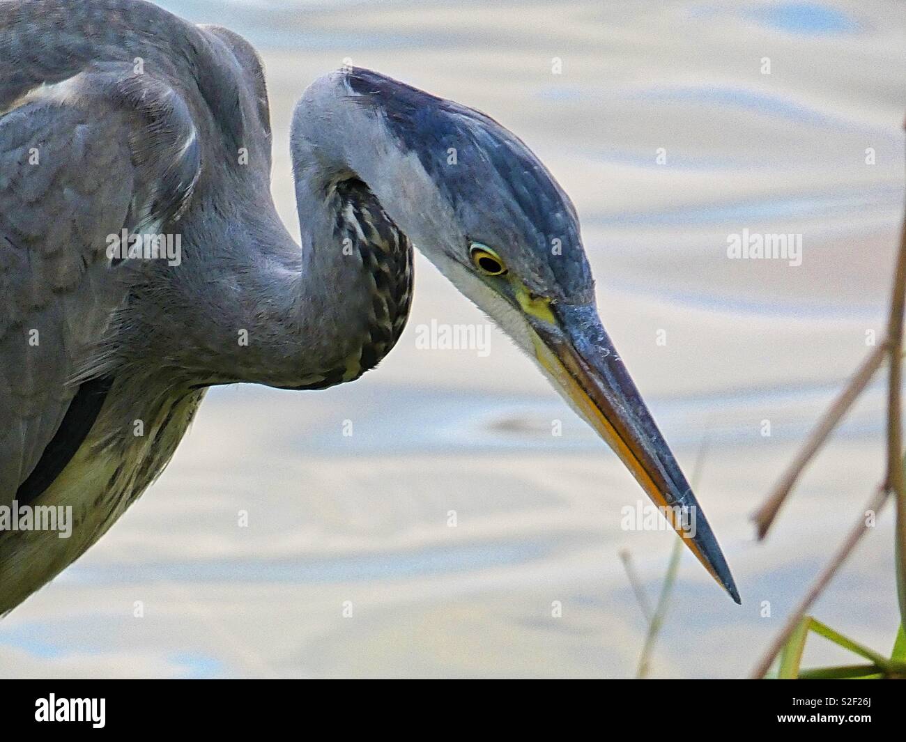 Heron Stockfoto