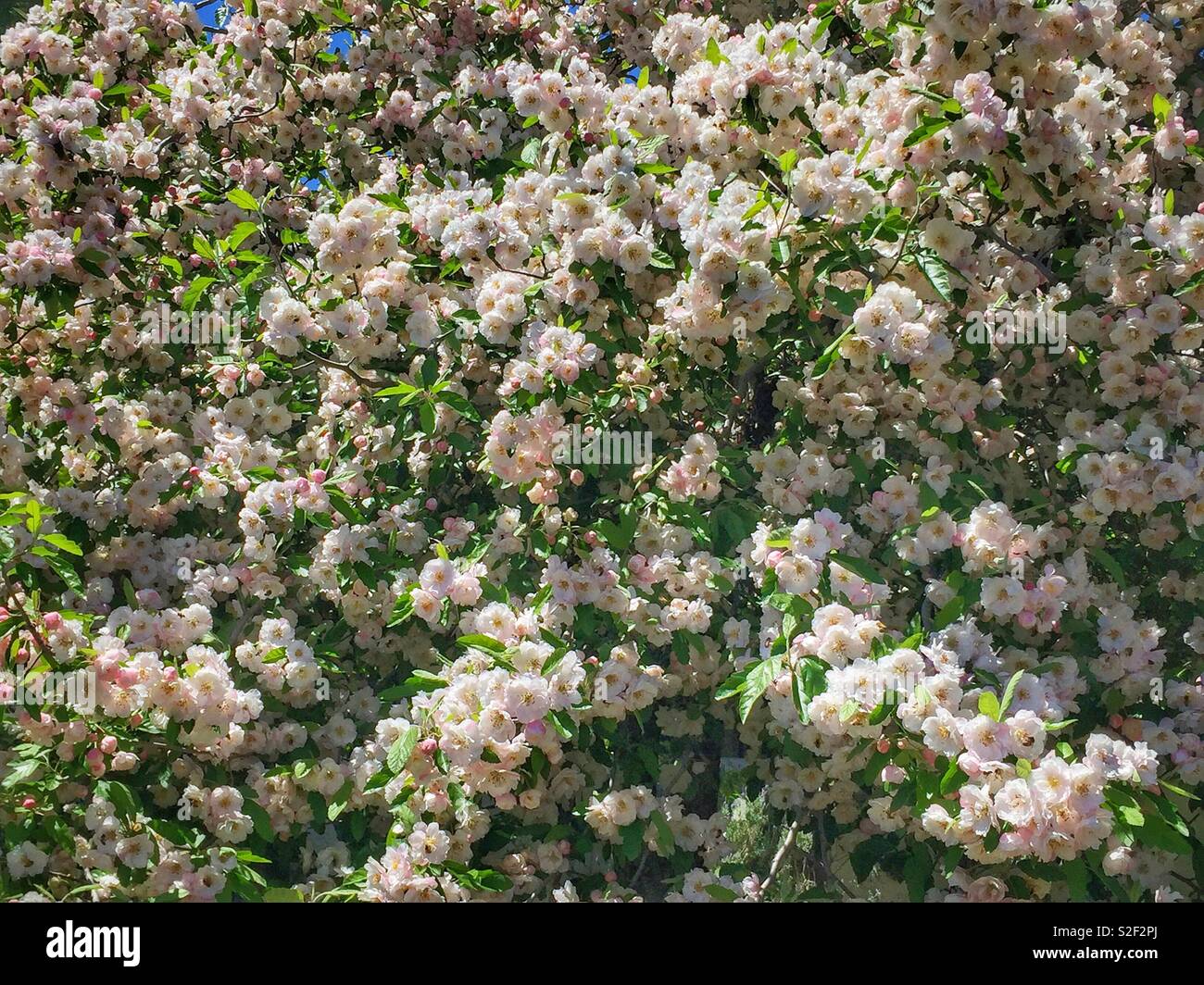 Krabbe - Apfelblüte im Frühjahr, Wentworth Falls, Blue Mountains, NSW, Australien Stockfoto