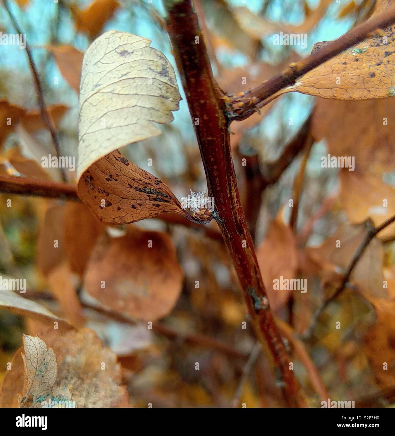 Einzelne Schneeflocke auf dem Zweig - Smartphone-aufgenommenes Stockfoto