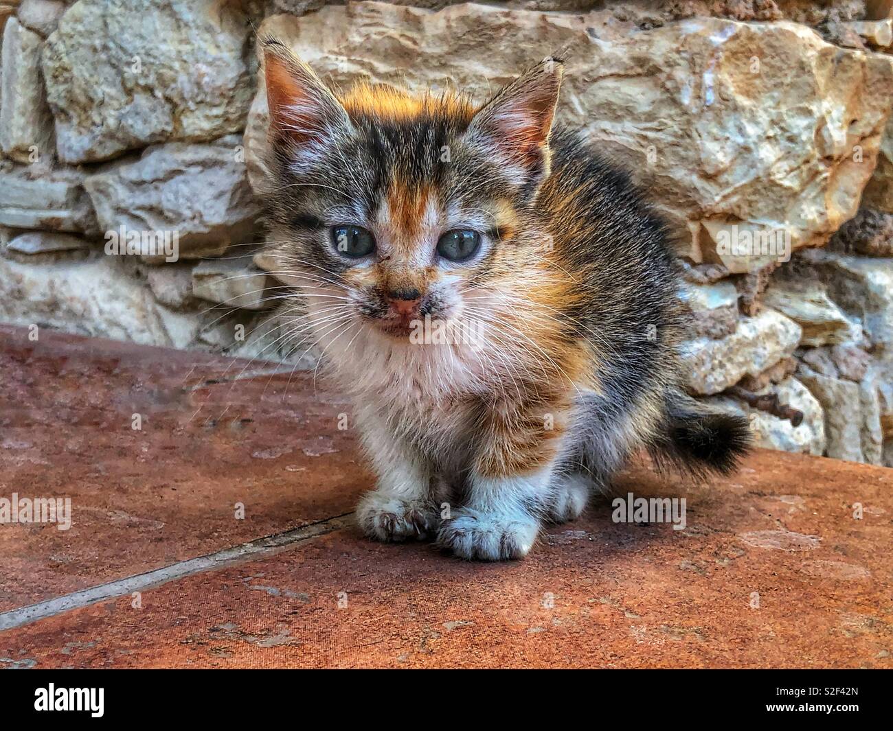 Drei Wochen alten schildpatt Calico Kätzchen Stockfoto