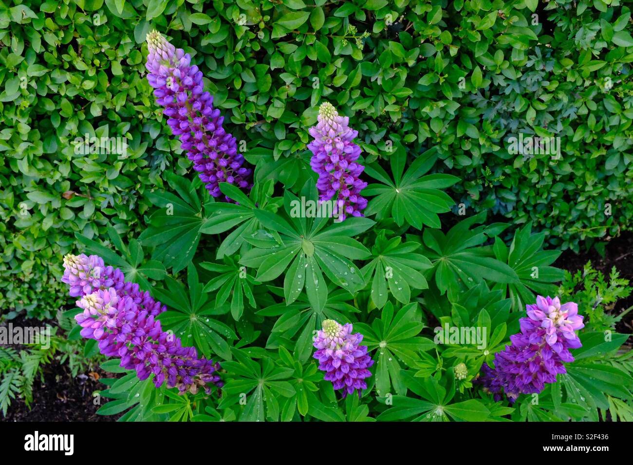 6 Lupinen Stockfoto