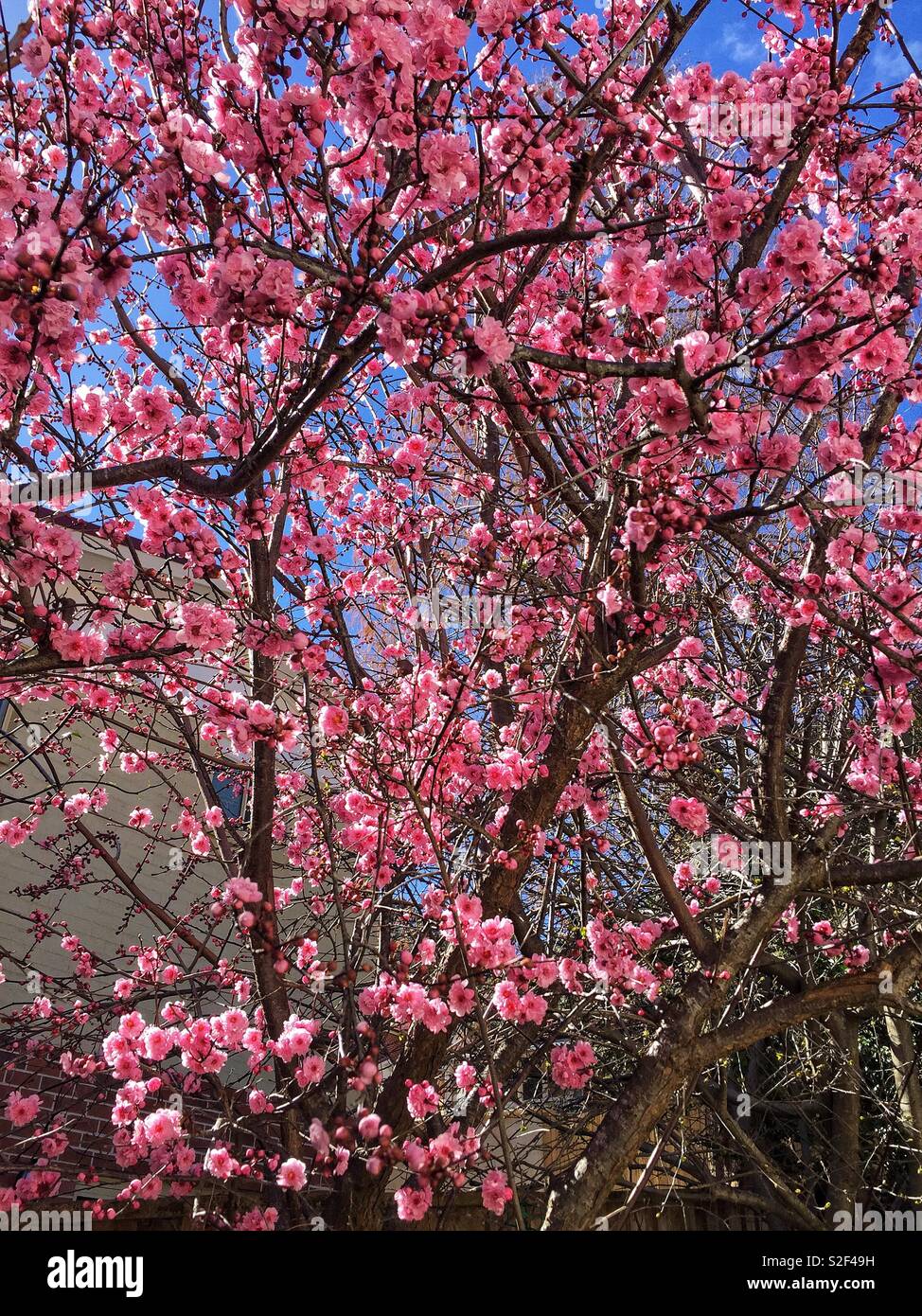 Spring Blossom in den Blue Mountains, New South Wales, Australien - Smartphone-aufgenommenes Stockfoto