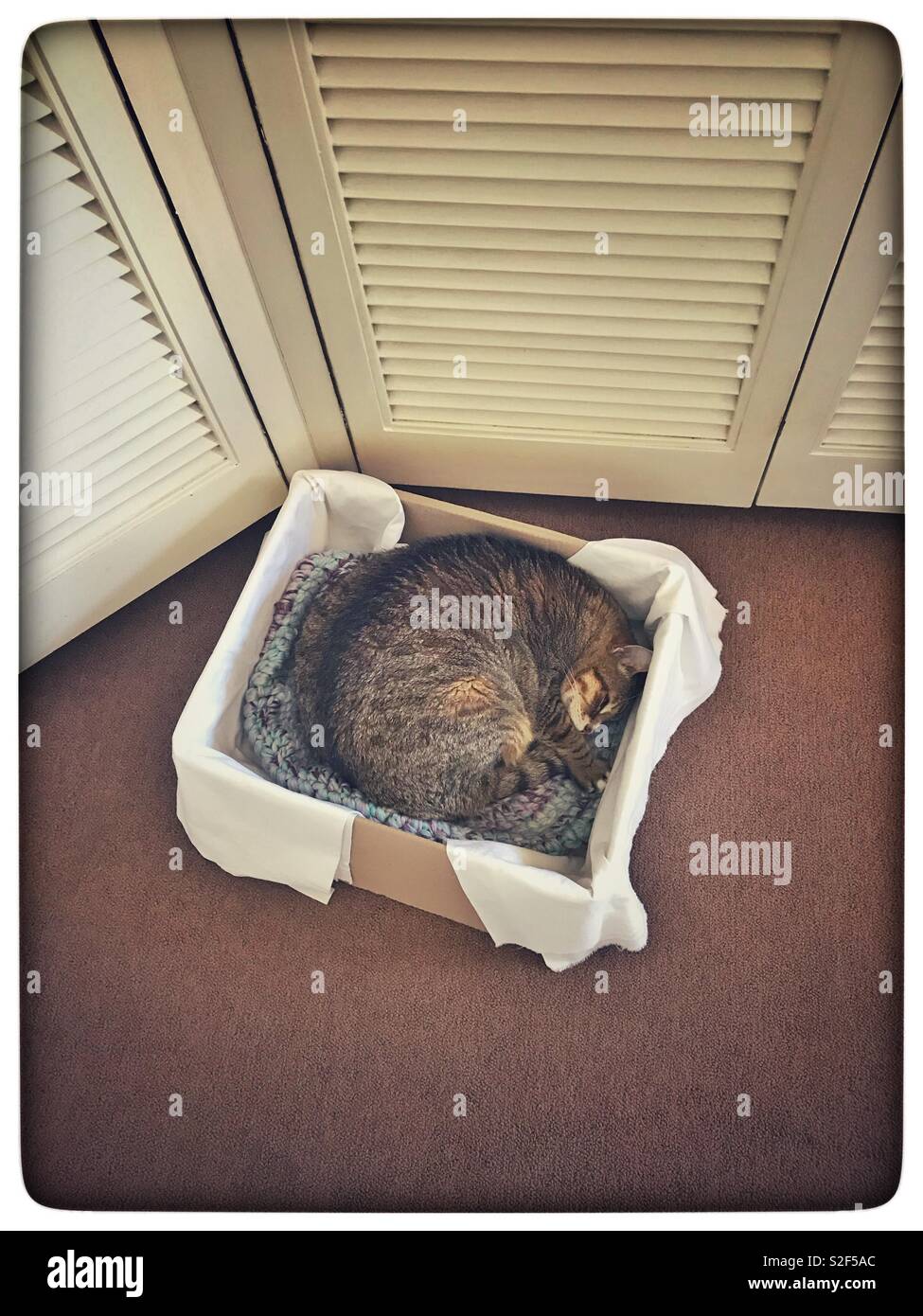 Katze Im Karton Stockfotografie Alamy