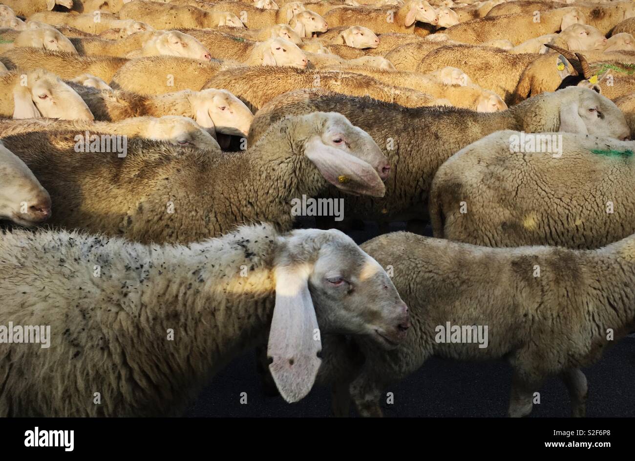 Herde Stockfoto
