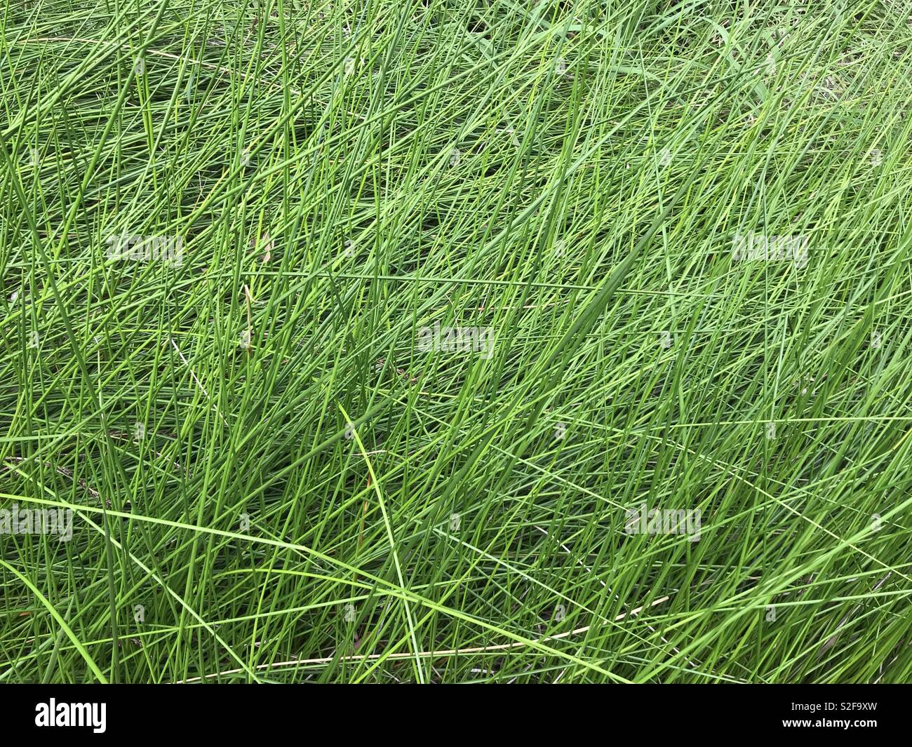 Dünne lange grüne Anlage. Stockfoto