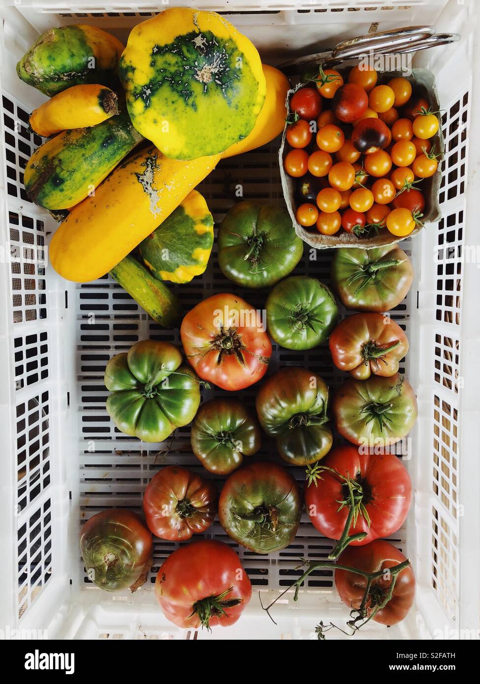 Ernte der heirloom Tomaten und Squash von einem Gemüsegarten Stockfoto