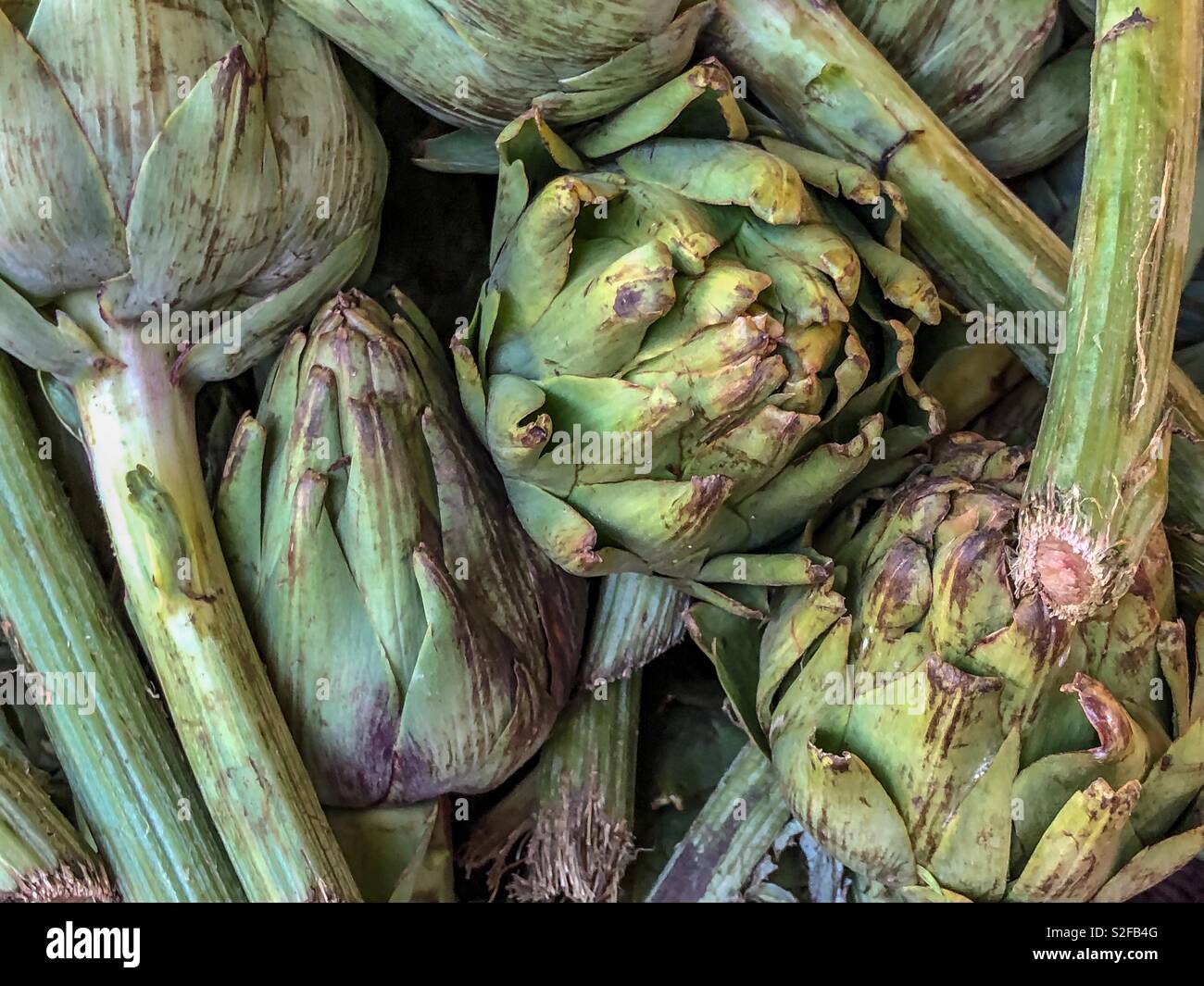 Artischocke zum Verkauf an einer marokkanischen Souk in Agadir, Marokko, Afrika - Smartphone-aufgenommenes Stockfoto
