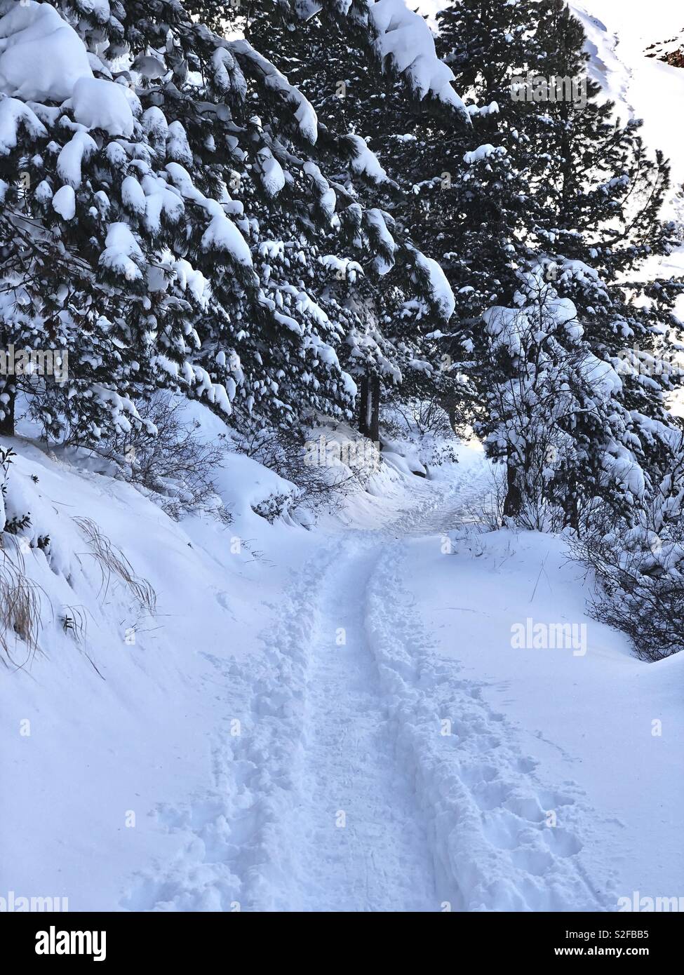 Schneebedeckte Bäume im Winter Wonderland, in der Nähe von Hochgurgl, Ötztal, Österreich, Tirol, Europa - Smartphone-aufgenommenes Stockfoto