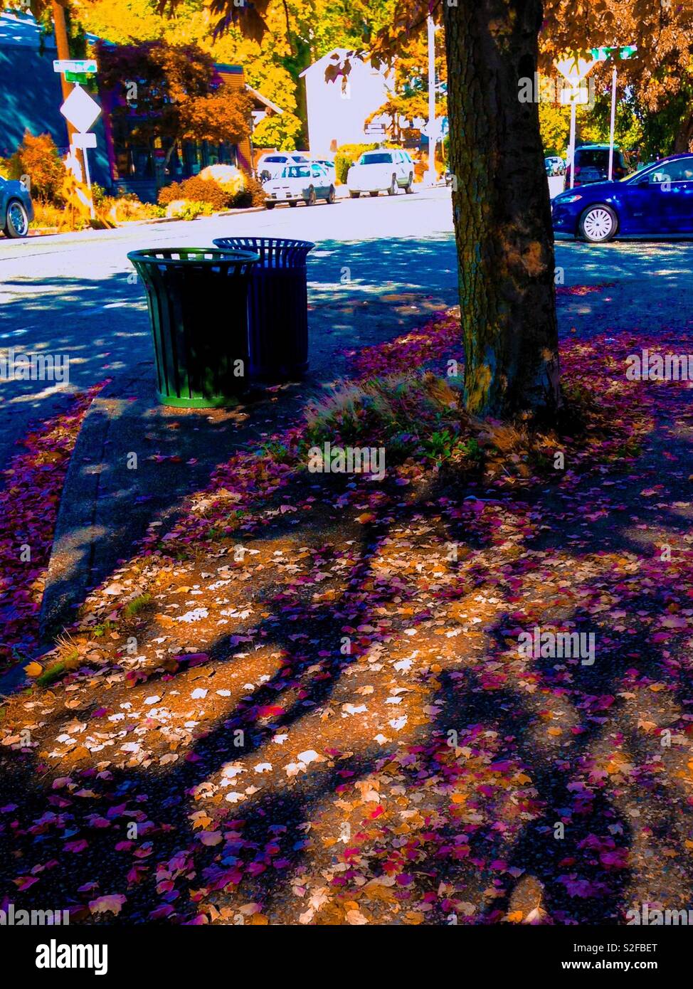 Bunte Foto der Blätter im Herbst und die langen Schatten in Seattle Straße Ecke Stockfoto