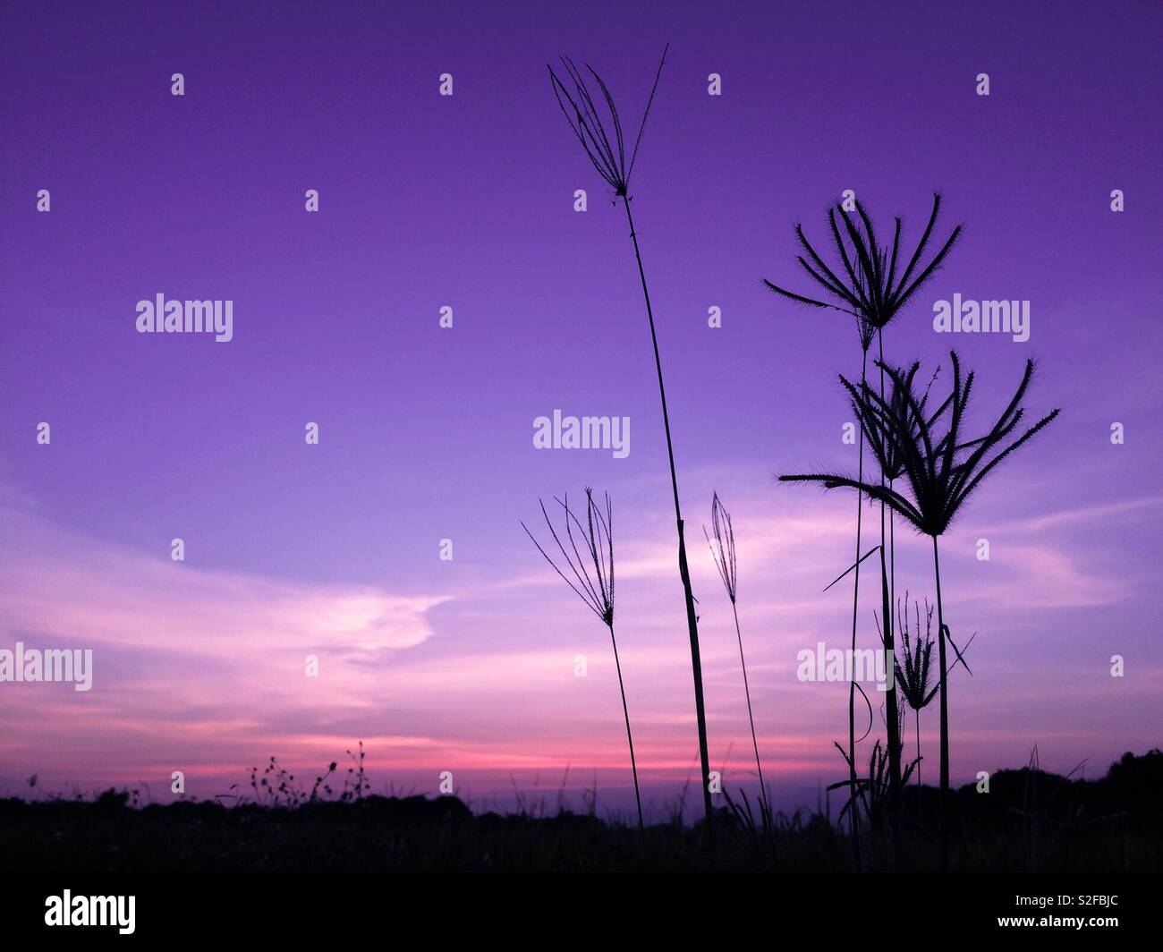 Sonnenuntergang auf Violett - Smartphone-aufgenommenes Stockfoto