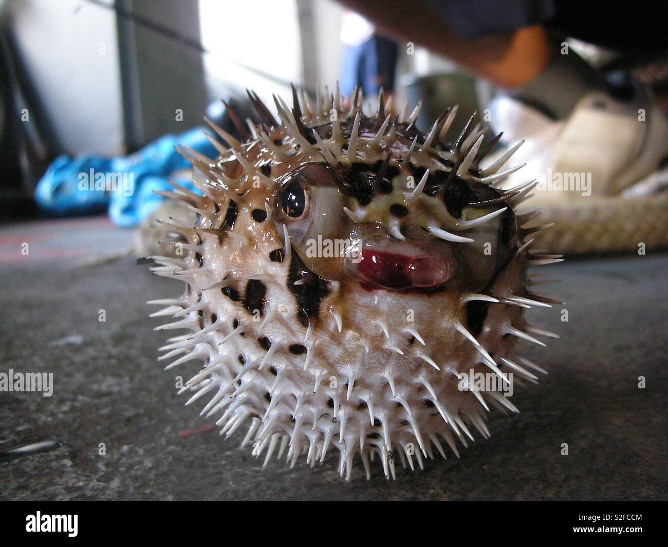 Wütend Fisch Stockfoto