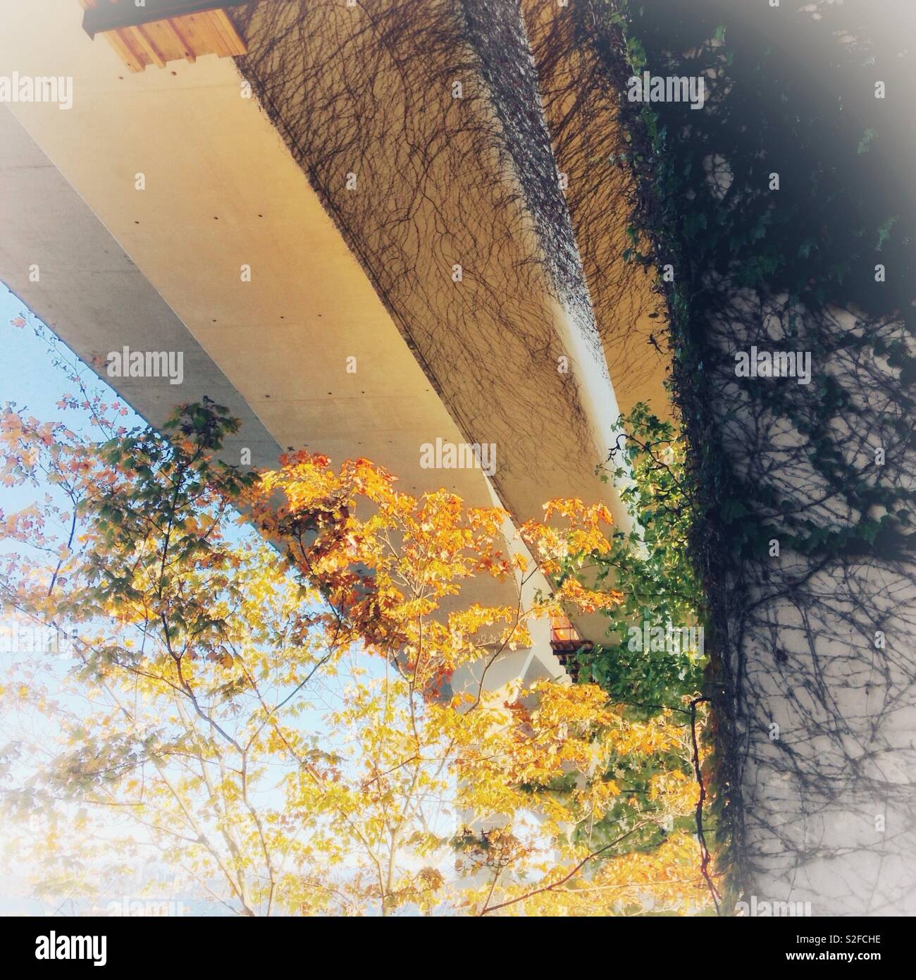 Reben wachsen wie Haare unterhalb des I-90 Brücke am Lake Washington in Seattle im Oktober - Smartphone-aufgenommenes Stockfoto