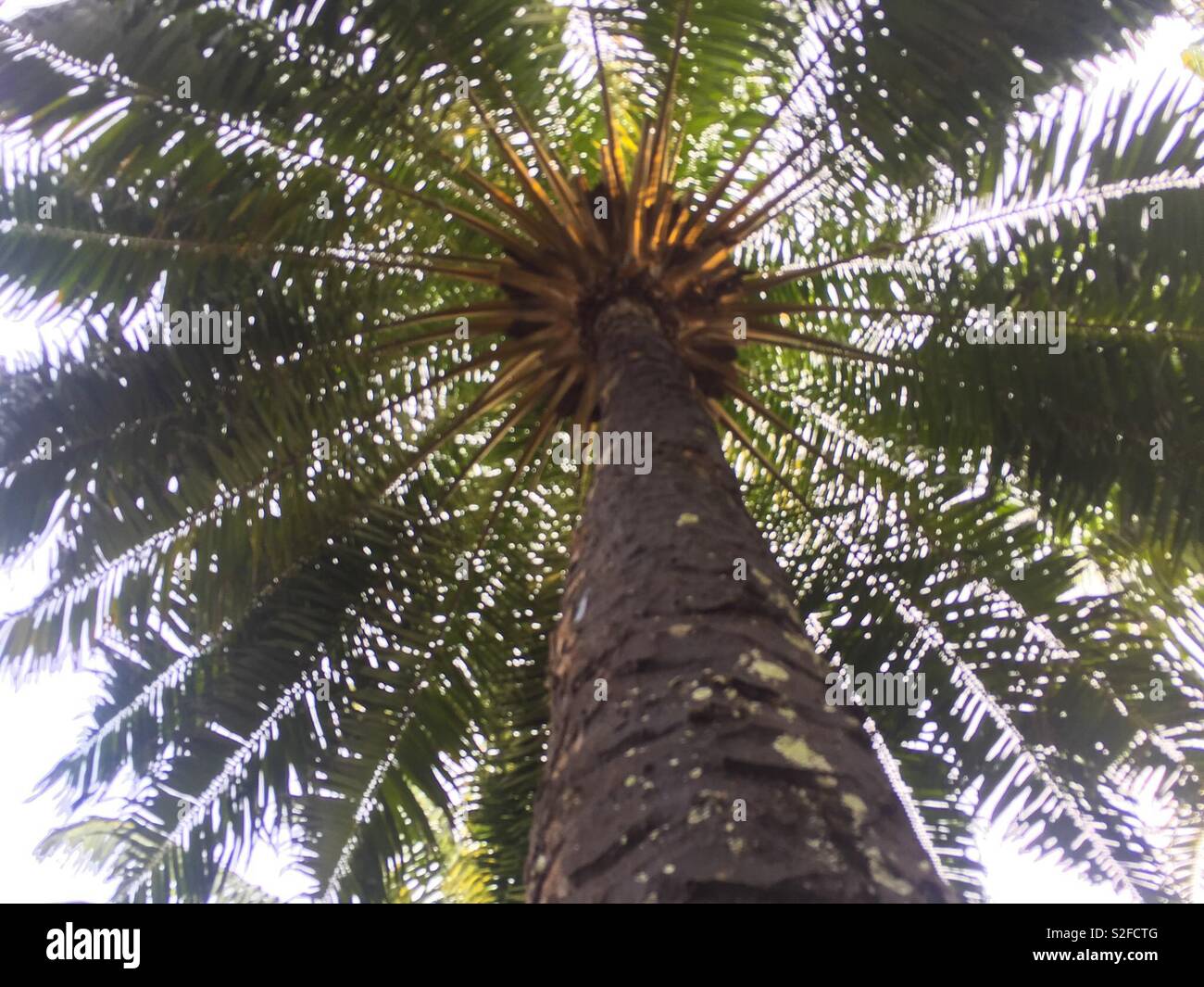 Plam-Baum Ansicht von der Unterseite Stockfoto