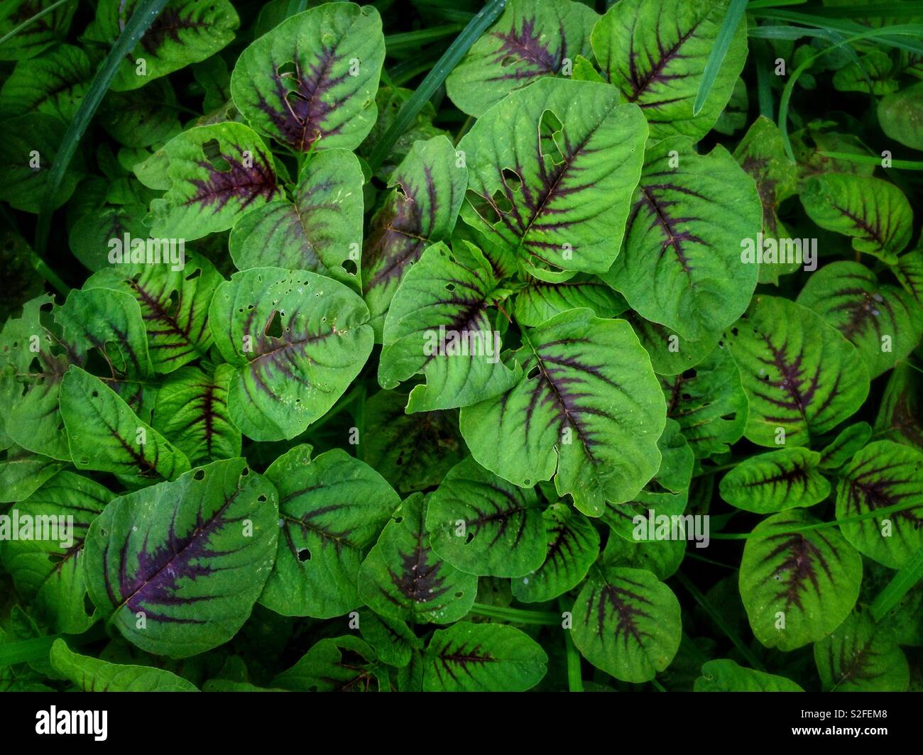 Grüne Spinat Blatt Muster Stockfoto