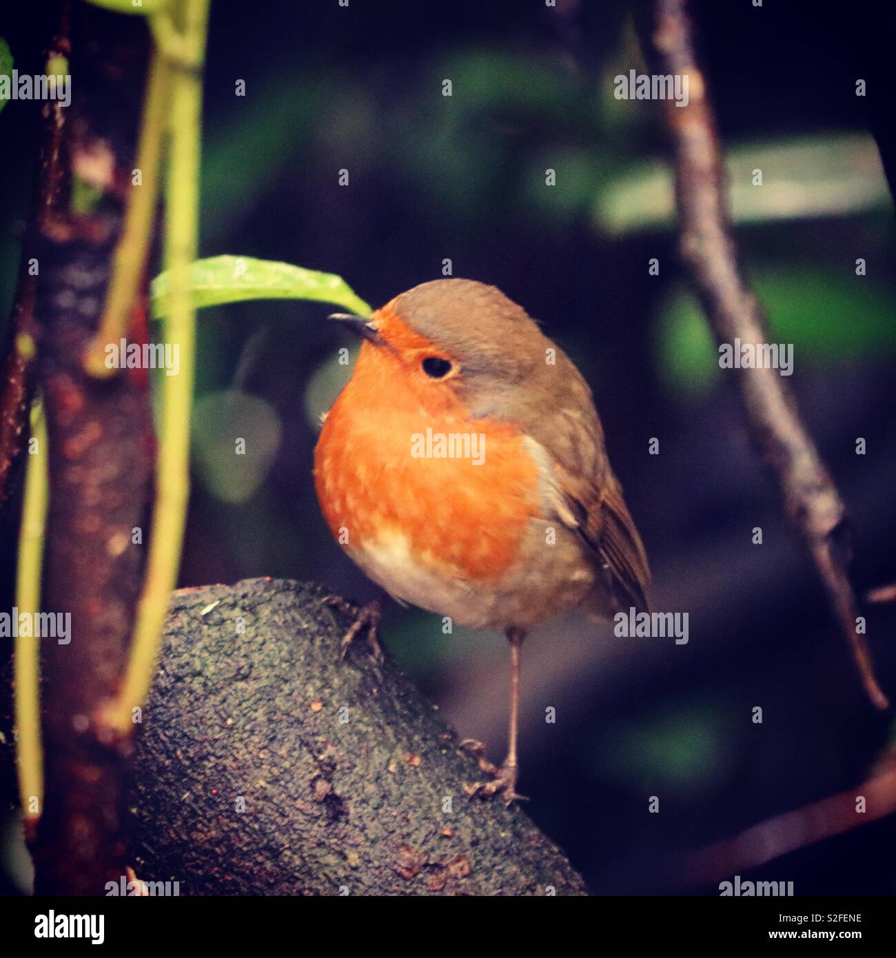 Robin auf einem Ast Stockfoto