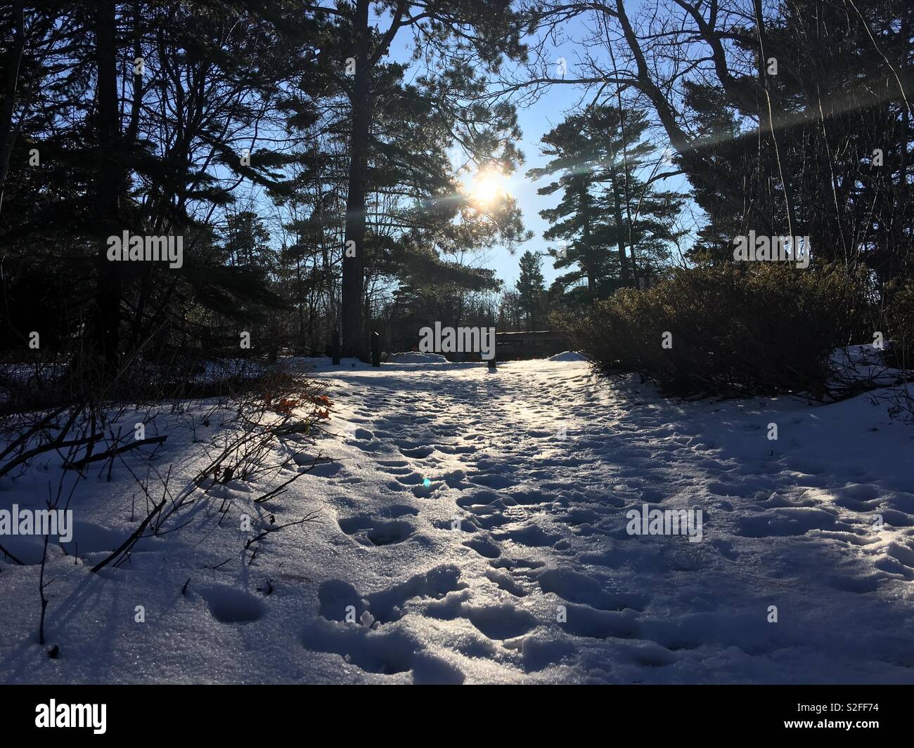 Fußspuren im Schnee, mit Hintergrundbeleuchtung durch niedrige Winter Sonne durch Bäume Stockfoto